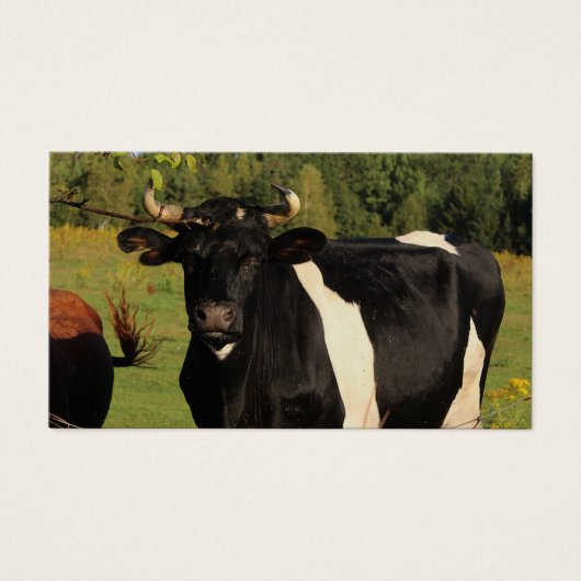 Prenez le taureau par les cornes (Devant)