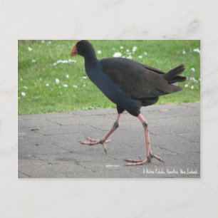 Prentbriefkaart, Inheemse Pukeko, Hamilton, Nieuw- Briefkaart