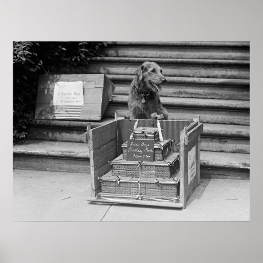 President Harding's Airedale Terrier, 1922 Poster (Voorkant)