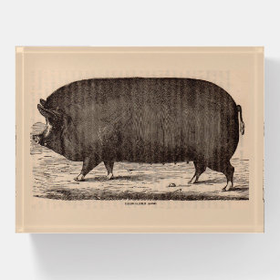 Presse-papiers Empreinte de porc du 19e siècle Berkshire semis