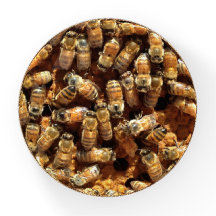 Le Cadeau En Poids De Verre Des Abeilles De Miel P