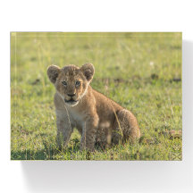 Photo De Lion Cub Prise Dans La Nature