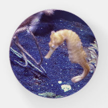 Poche Seahorse