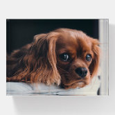 Blenheim Cavalier King Charles Spaniel Puppy Dog | Zazzle.be, image size:166x166