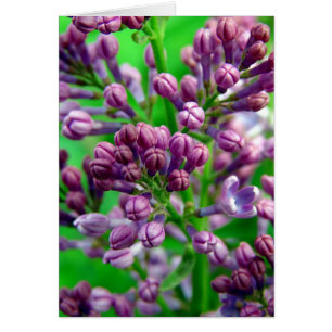 Prêt à fleurir