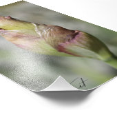 Prêt à fleurir - Iris violet Impression photo (Coin)