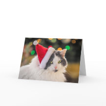 Prettig kerstfeest voor iedereen Schattige kat in
