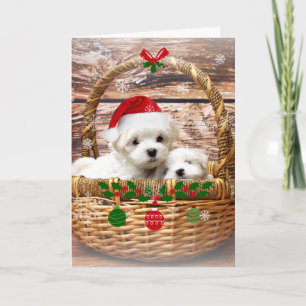 Prettige feestdagen: Maltese Puppies Feestdagen Kaart