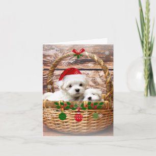 Prettige feestdagen Schattige Maltese Puppies Kaart