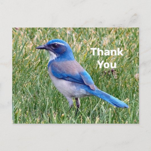 Pretty Blue Scrub Jay Bird Foto Bedankt Briefkaart (Voorkant)