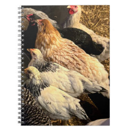 Pretty  Chickens Notebook Notitieboek
