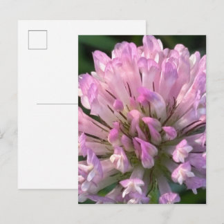 Pretty Clover Flower  Briefkaart