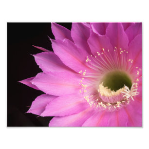 Pretty in pink Maria Piazza Foto Afdruk