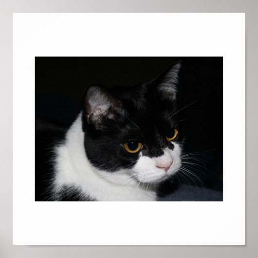 Pretty Kitty Poster (Devant)