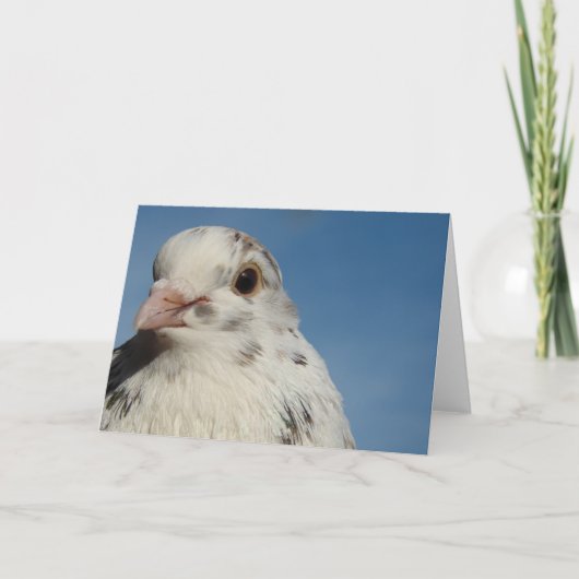 Pretty Pigeon Toutes les occasions Carte de voeux (Devant)