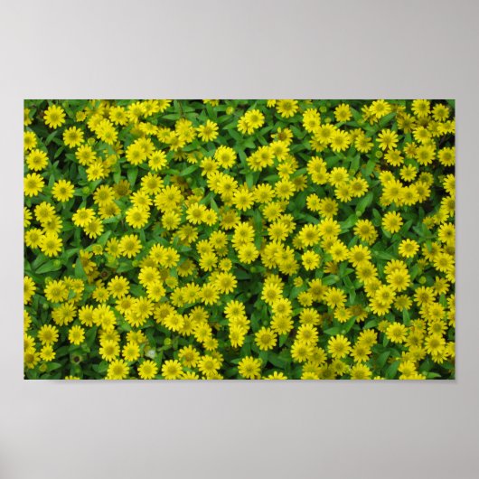 Pretty Small Yellow Flowers Poster (Voorkant)