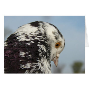 Pretty Speckled Pigeon