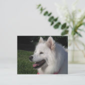 Pretty Sweet White Samoyed Dog Briefkaart (Staand voorkant)