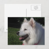 Pretty Sweet White Samoyed Dog Briefkaart (Voorkant / Achterkant)