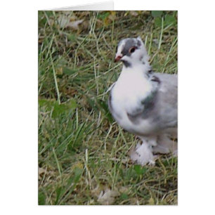 Pretty White and Gray Fancy Feather Footed Pigeon