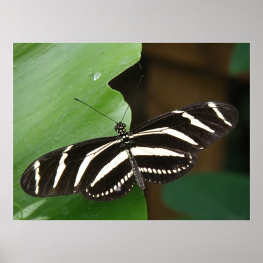 Pretty Zebra Longwing Vlinderprint Poster (Voorkant)