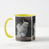 Preventie van de Mok van de kaketoe (Links)