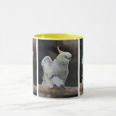 Preventie van de Mok van de kaketoe (Midden)