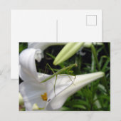 Preventieve mantis op bloemen briefkaart (Voorkant / Achterkant)