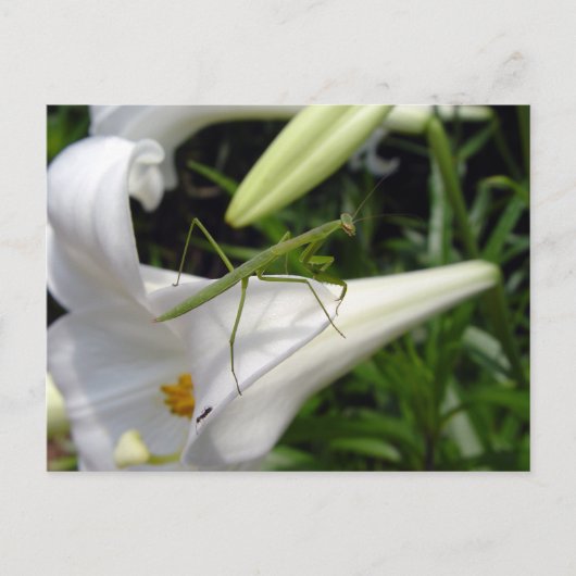 Preventieve mantis op bloemen briefkaart (Voorkant)