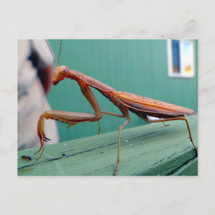 Preying Mantis & ant Briefkaart