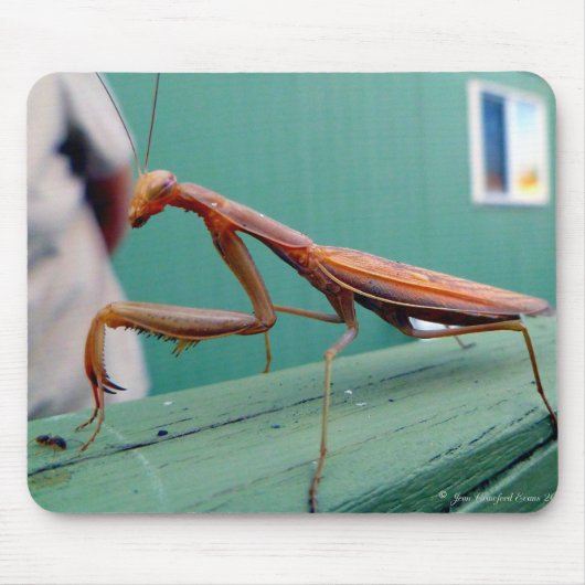 Preying Mantis & ant Muismat (Voorkant)