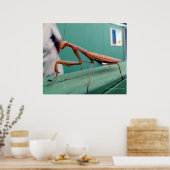 Preying Mantis & ant Poster (Keuken)