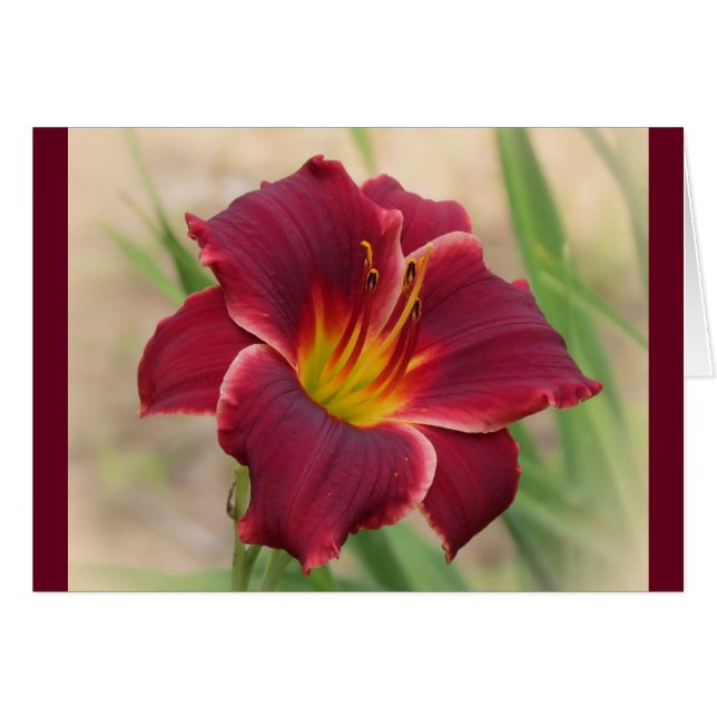 Priceless - met Border - Pocket Change Daylily (Voorkant Horizontaal)