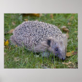 Prickles afdrukken poster (Voorkant)