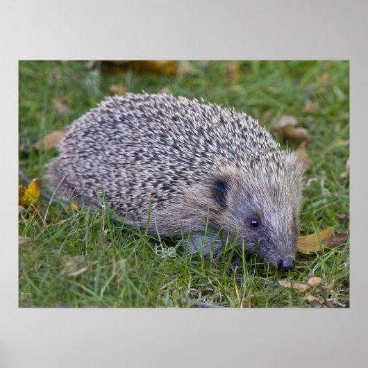 Prickles afdrukken poster (Voorkant)