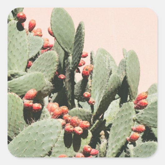 Prickley Pear Cactus Vierkante Sticker (Voorkant)