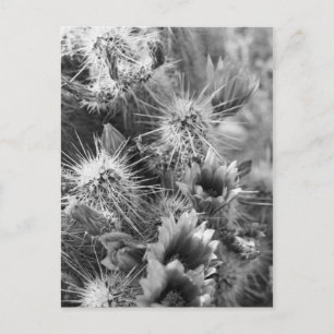 Prickly Cactus Desert Flowers B&W Foto Briefkaart