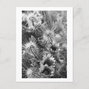 Prickly Cactus Desert Flowers B&W Foto Briefkaarte Briefkaart