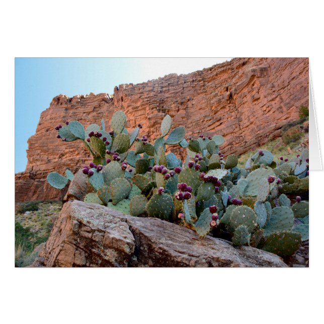 Prickly Pear à Grand Canyon (Devant Horizontal)