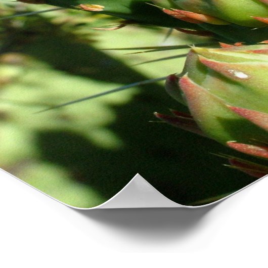 Prickly Pear Blooms Poster (Hoek)