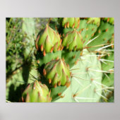 Prickly Pear Blooms Poster (Voorkant)