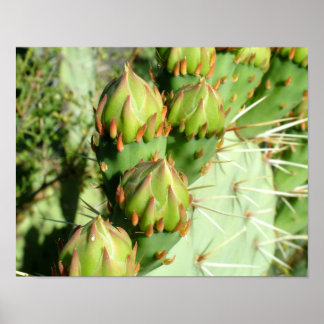 Prickly Pear Blooms Poster