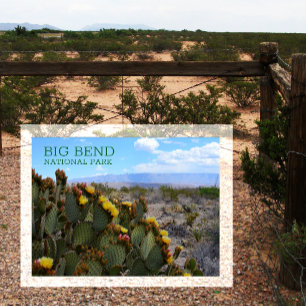 Prickly Pear, Blossom, Sierra del Carmen, Big Bend Briefkaart