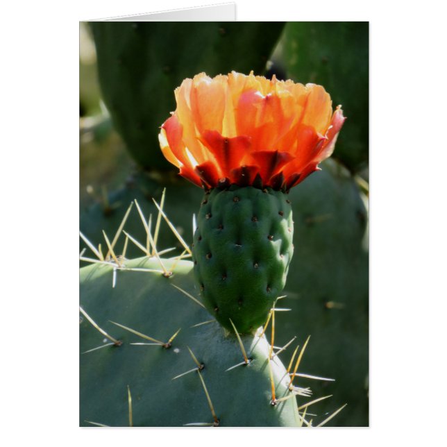 Prickly Pear Cactus (Devant)