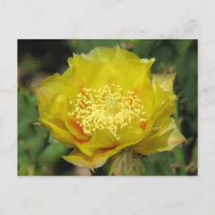 Prickly Pear Cactus Blooms Briefkaart
