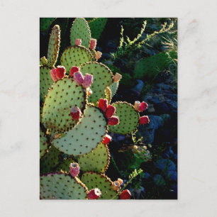 Prickly Pear Cactus Briefkaart
