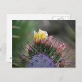 Prickly Pear Cactus Briefkaart (Voorkant / Achterkant)