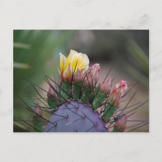 Prickly Pear Cactus Briefkaart