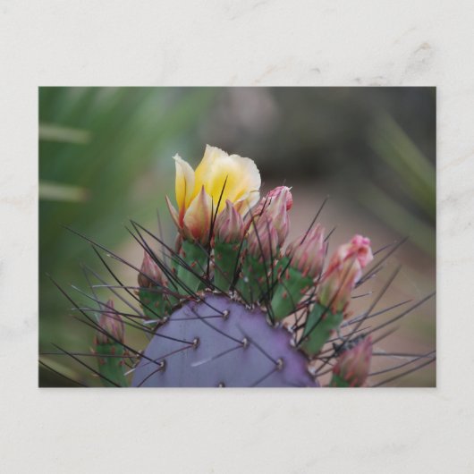 Prickly Pear Cactus Briefkaart (Voorkant)