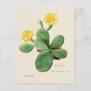  Prickly Pear Cactus Illustratie Briefkaart
